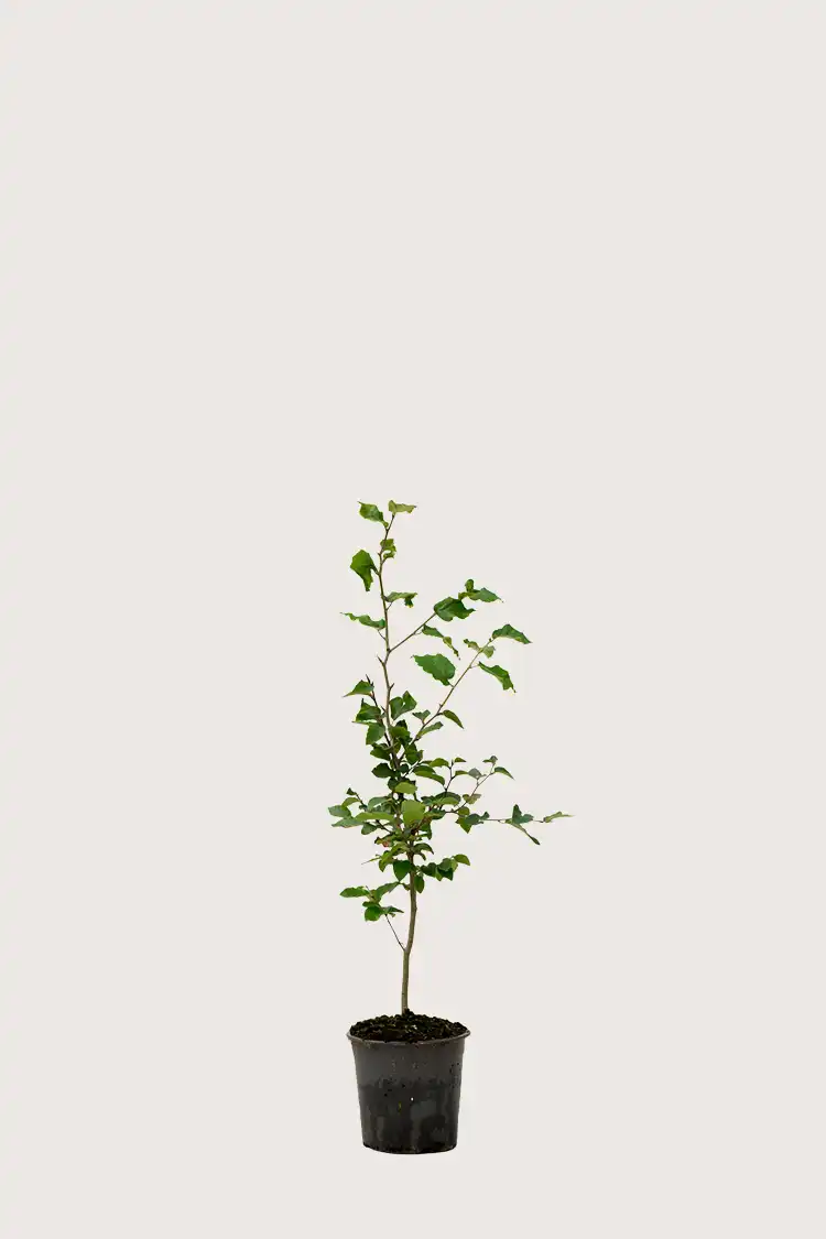 Almindelig bøg hæk Forgrenet i potte 40-80cm - Giver øjeblikkelig afskærmning