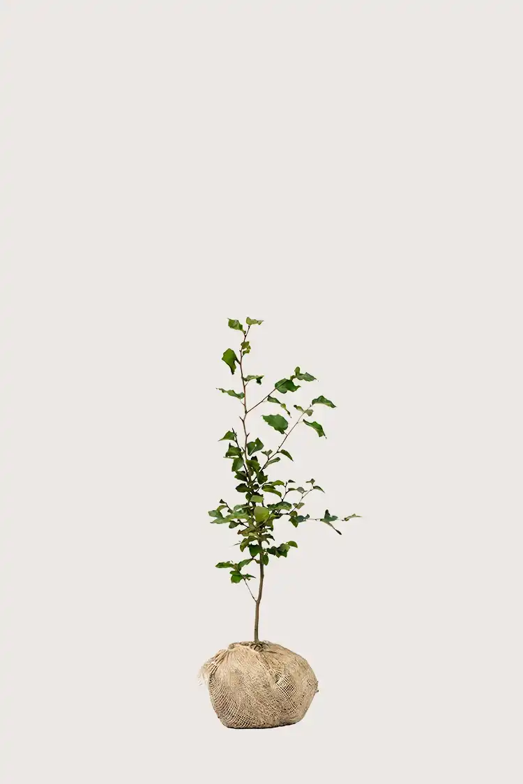 Almindelig bøg hæk Budget Pakke med rodklump 40-80cm - Giver øjeblikkelig afskærmning